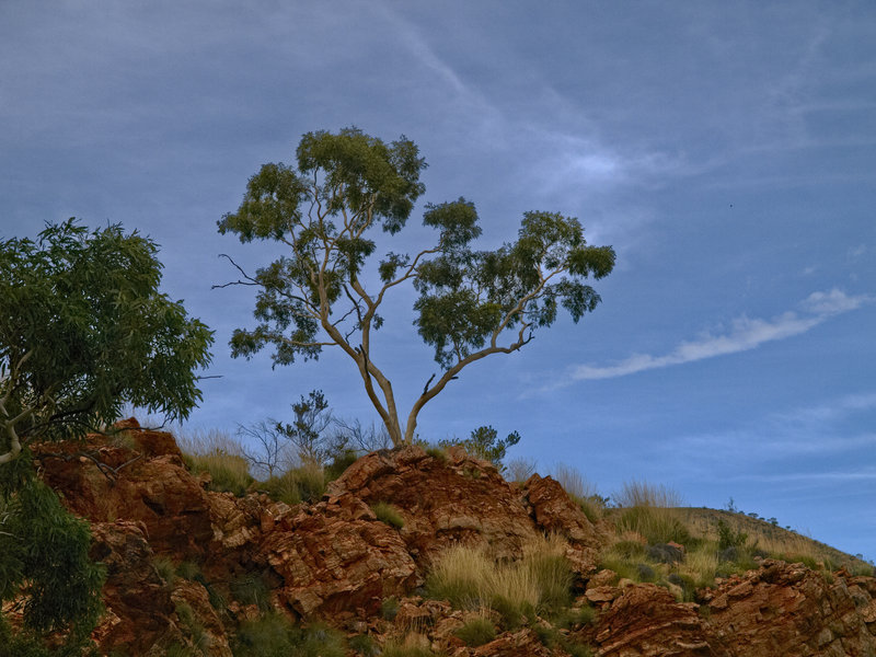 Ormiston Gorge